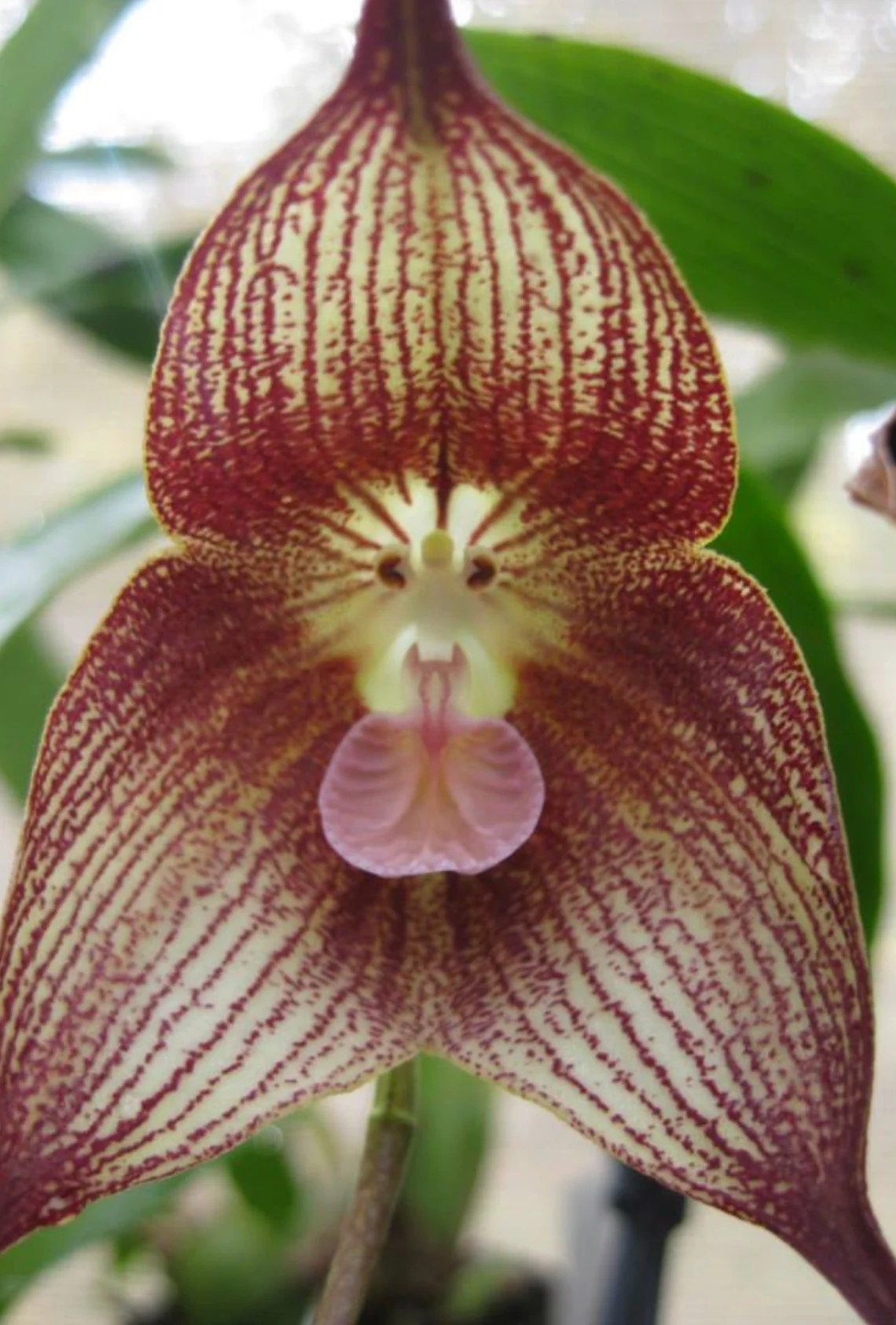 Monkey Face Orchid