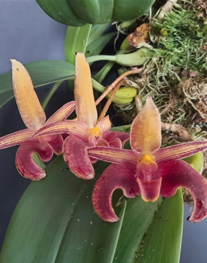 Bulbophyllum